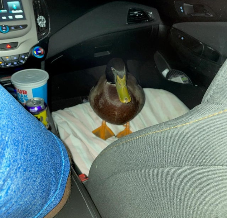 “Last night, my wife’s Uber had a duck in it.”