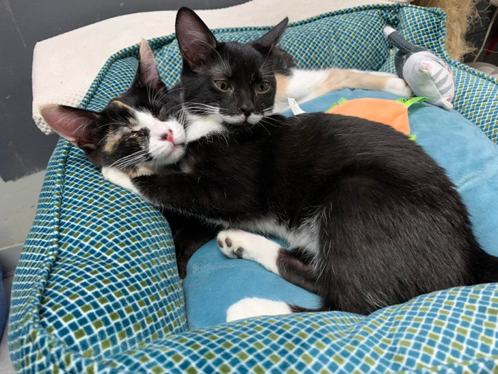 “The kittens I’m adopting looking like a 2-headed cat”