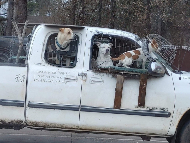funny people - funny pics - dogs own the truck - Dogs Own The Truck! I Orme And Pay For The Gas. It'S Our Way. sene Toicia Tundra