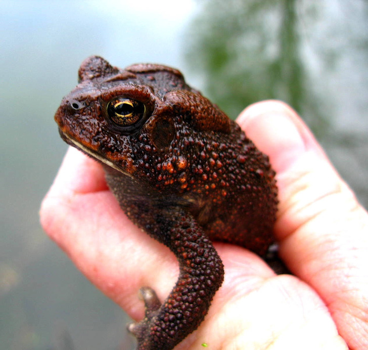 false myths people believe - Touching a toad will give you warts.