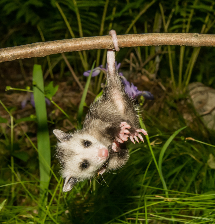 false myths people believe - Opossums hang by their tails.