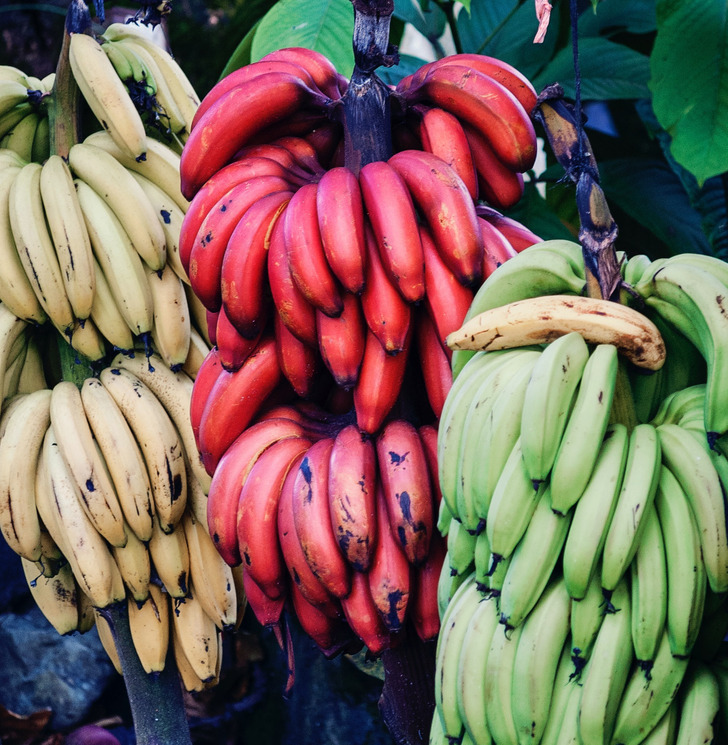 false myths people believe - Bananas grow on trees.