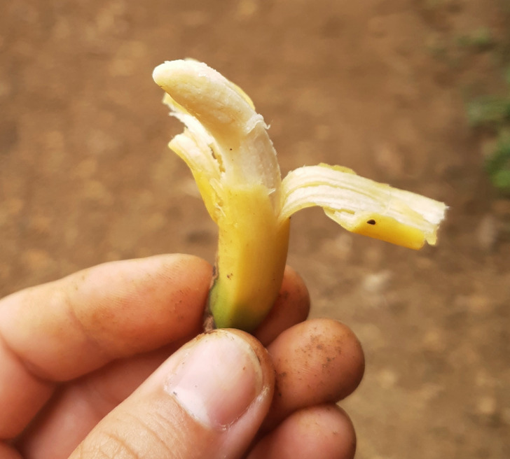 cool stuff - discoveries - small banana