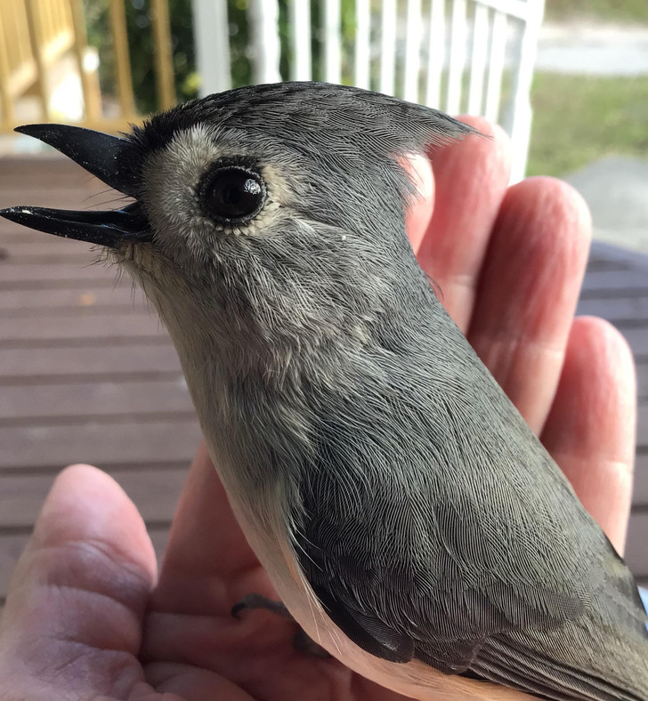 cool stuff - discoveries - titmouse meaning