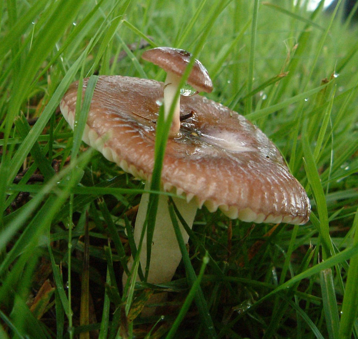 cool stuff - discoveries - mushrooms growing on top of each other