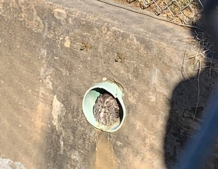 “My wife and kids spotted this owl in a pipe in a ditch behind their school today.”