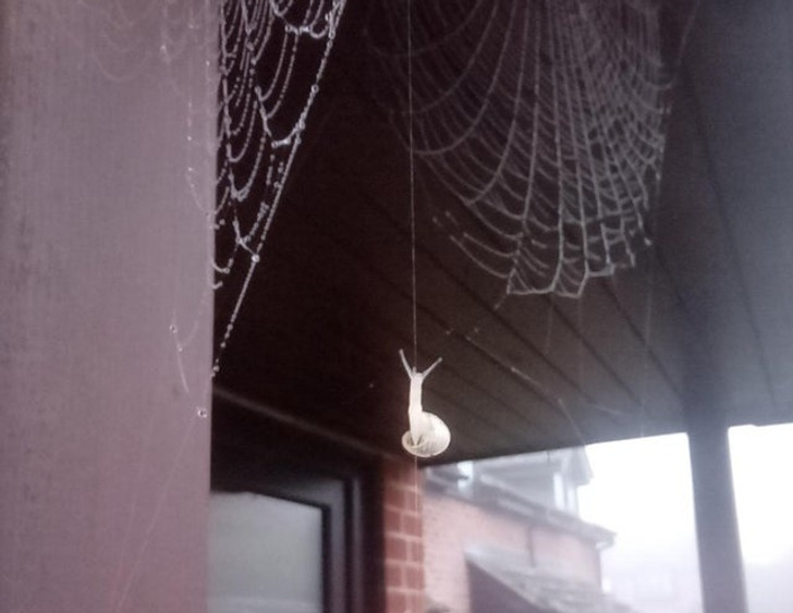 “I found a tiny snail climbing a thread of spider silk outside my house.”