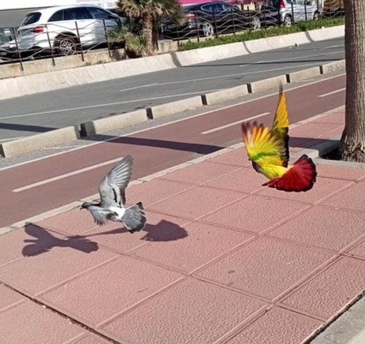 “This colorful pigeon I saw today.”