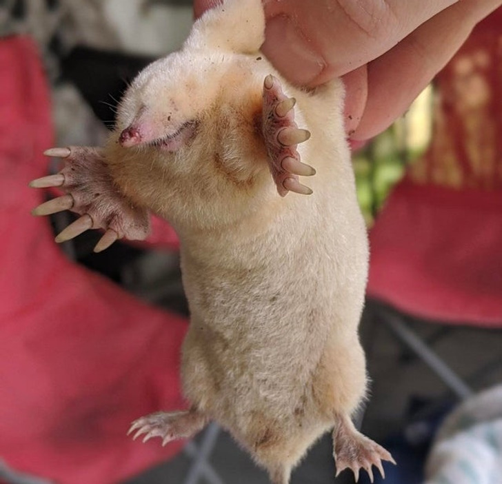 “My yard has a mole problem, but I never thought I’d find an albino!”