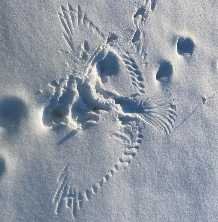 “I found a snow imprint from a bird when it possibly caught its meal.”