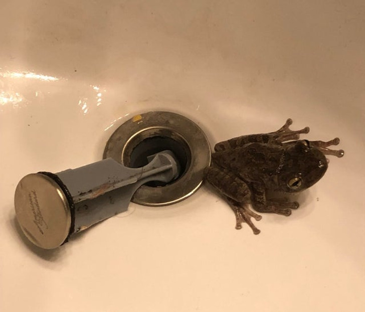“My drain was blocked so I pulled it up and this came out.”