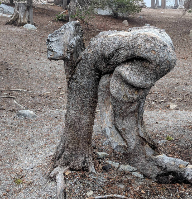“This tree that looks like a man ready to start running.”