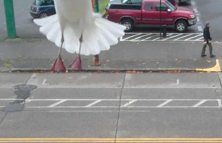 Just a monster bird crossing a street.