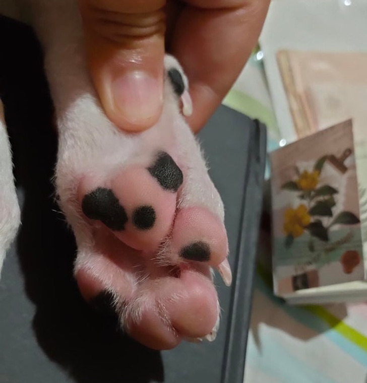 “My puppy’s paw beans have spots and resemble a teddy bear.”