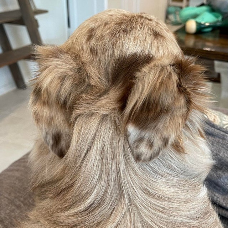 “My buddy Koda’s hair on his ear resembles a dog’s face.”