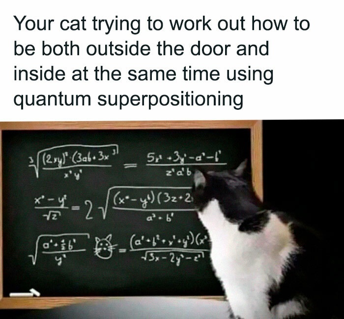 science memes Your cat trying to work out how to be both outside the door and inside at the same time using quantum superpositioning 2,4 3ab3x ? 5r.34''l' z'a't or 27 x y