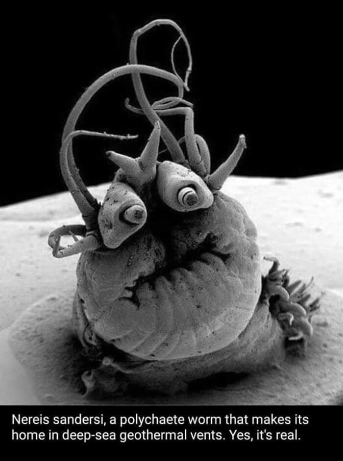 science memes hydrothermal vent polychaete worm under a microscope - Nereis sandersi, a polychaete worm that makes its home in deepsea geothermal vents. Yes, it's real.