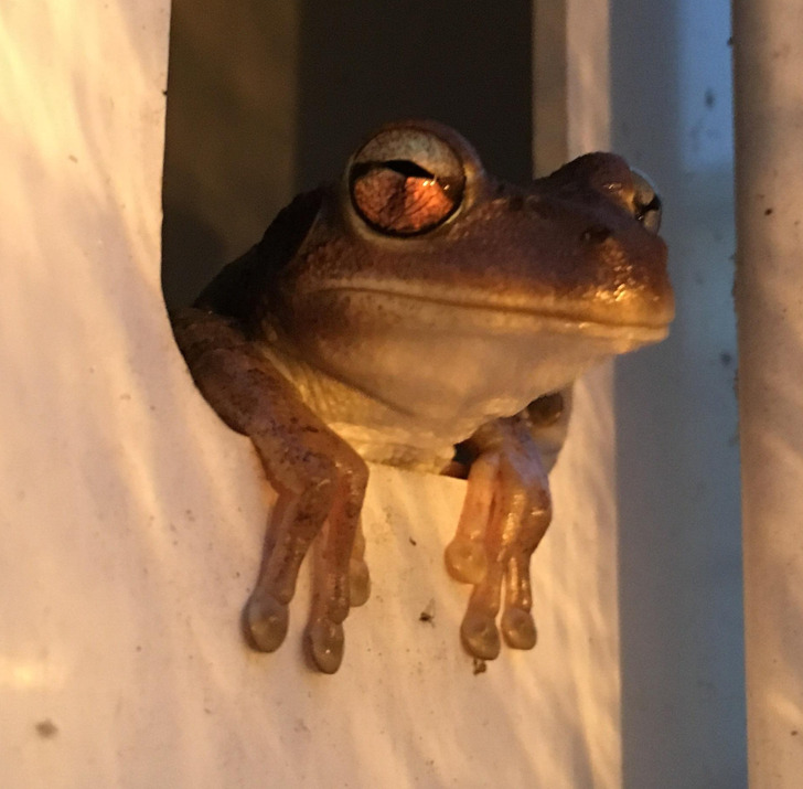 cool pics - amazing photos -toad