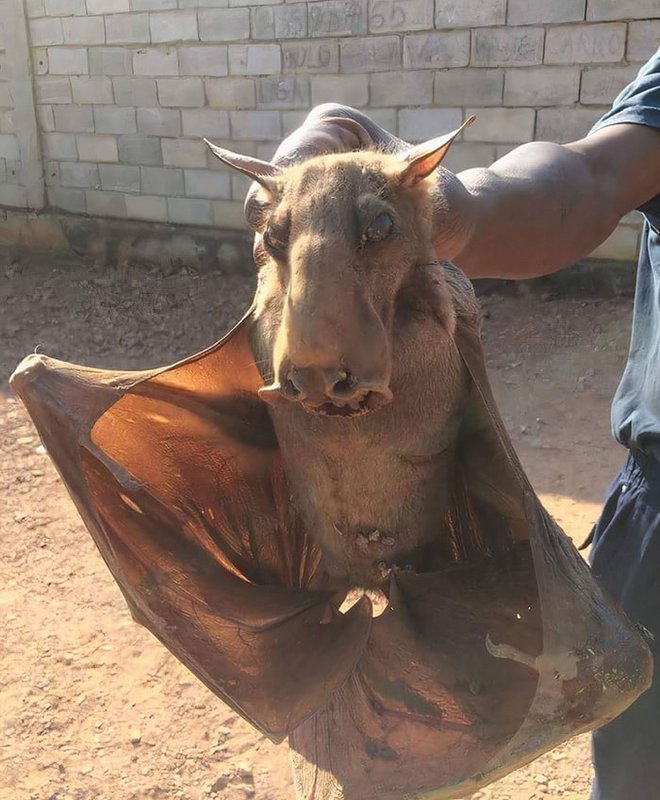 fascinating photos - The African Hammer-headed bat is the stuff of nightmares