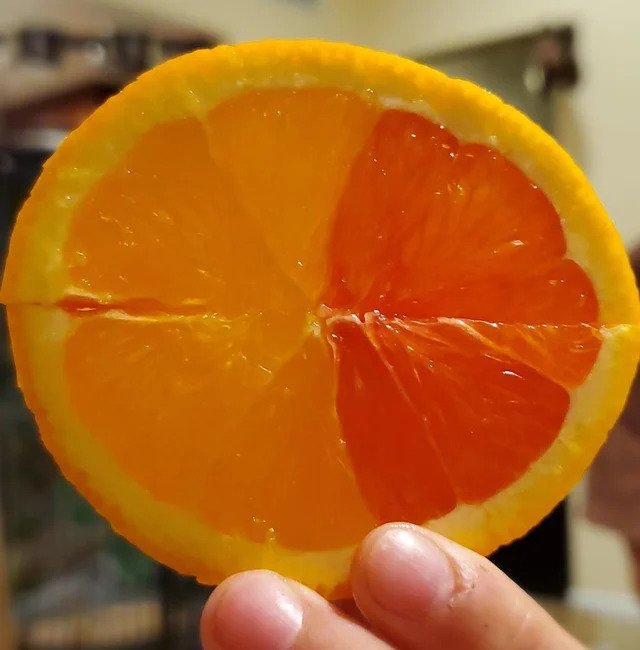funny oh shit pics - Was eating orange slices until I found half yellow and half orange ones. Very cool.