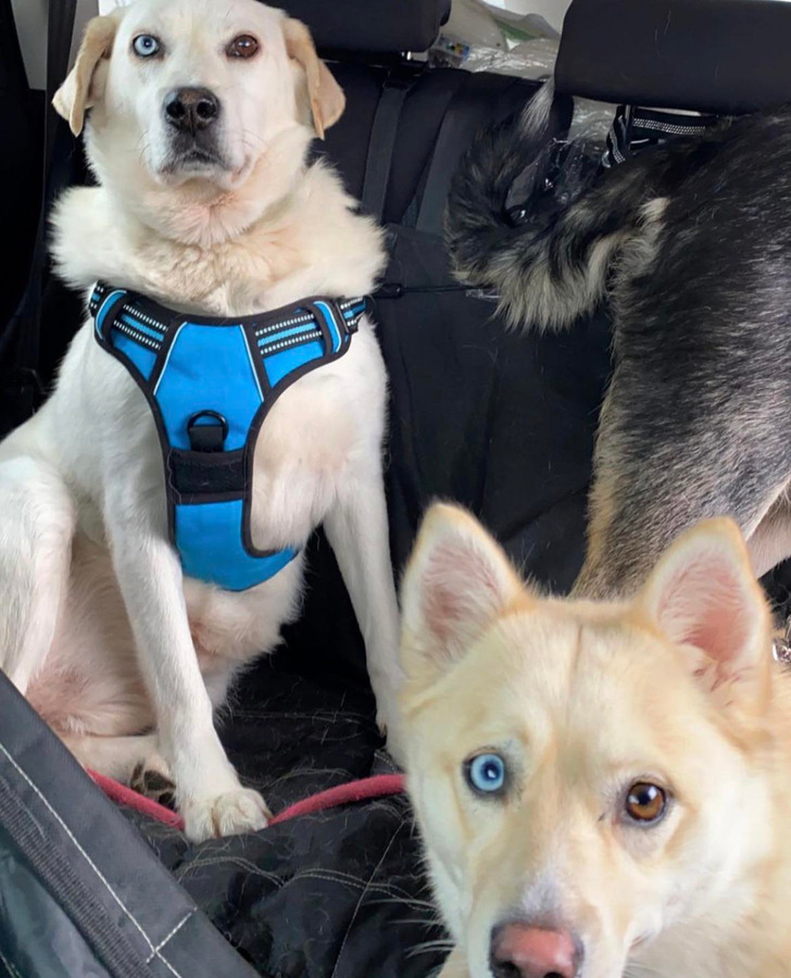 “My sister’s dogs have matching eyes.”