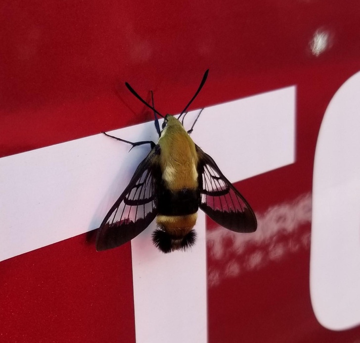 “This moth that looks like a bee”