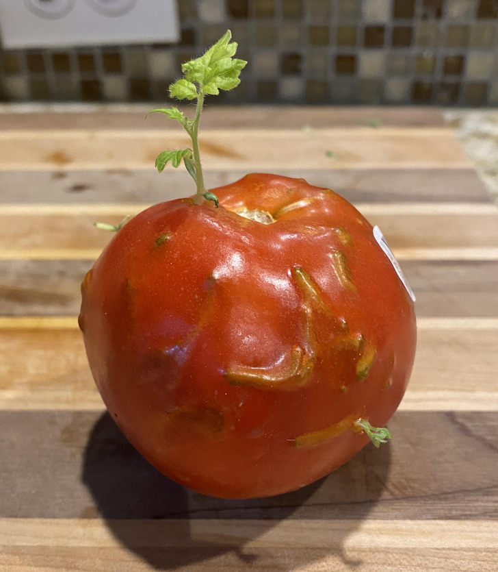 “My tomato started growing instead of going bad.”