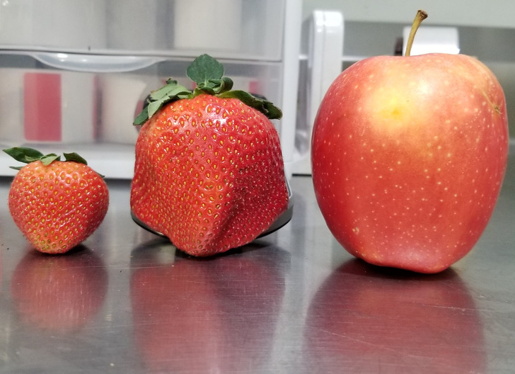 “Found an almost apple-sized strawberry at work.”