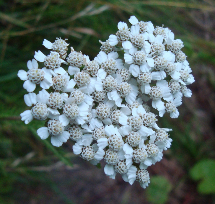 “I came across this romantic flower while I was out hiking.”