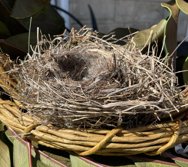 “I found a nest in my porch wreath containing my hair and my white dog’s fur.”