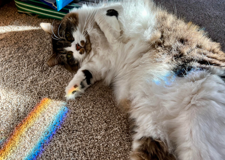 “Walked in on my cat holding rainbow.”