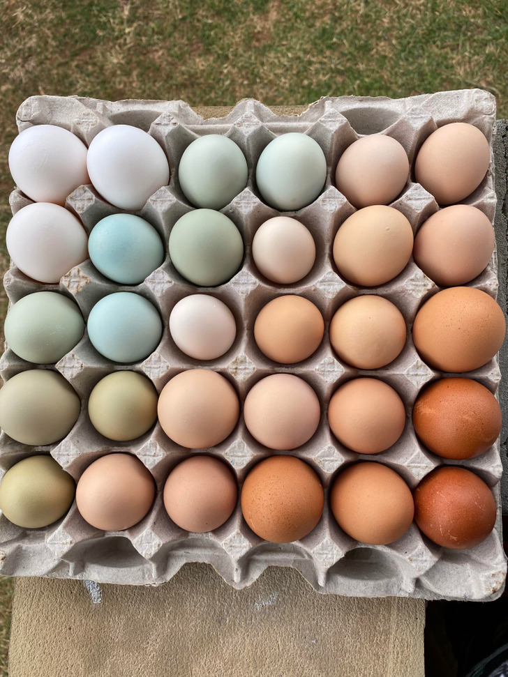 “The different color of eggs my chickens lay”