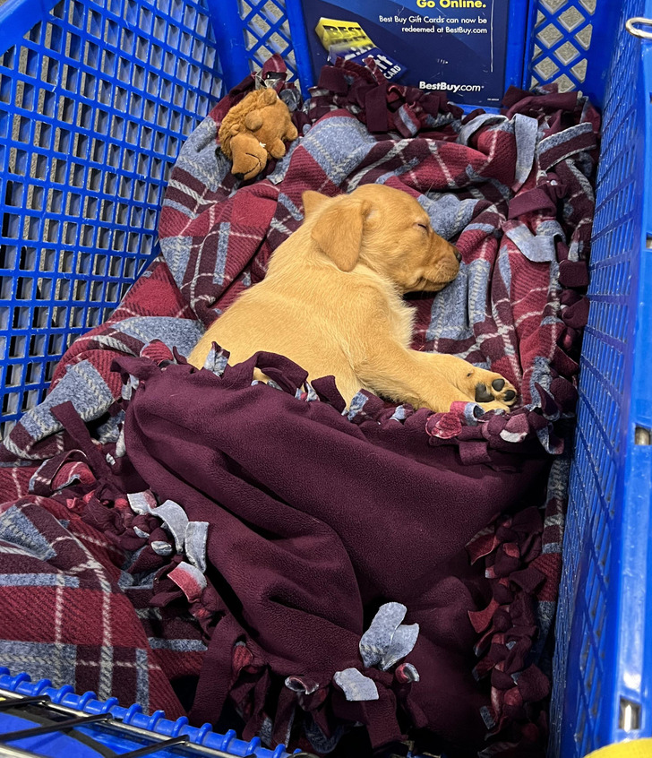 “I was at Best Buy, and there was a puppy sleeping in one of the carts.”