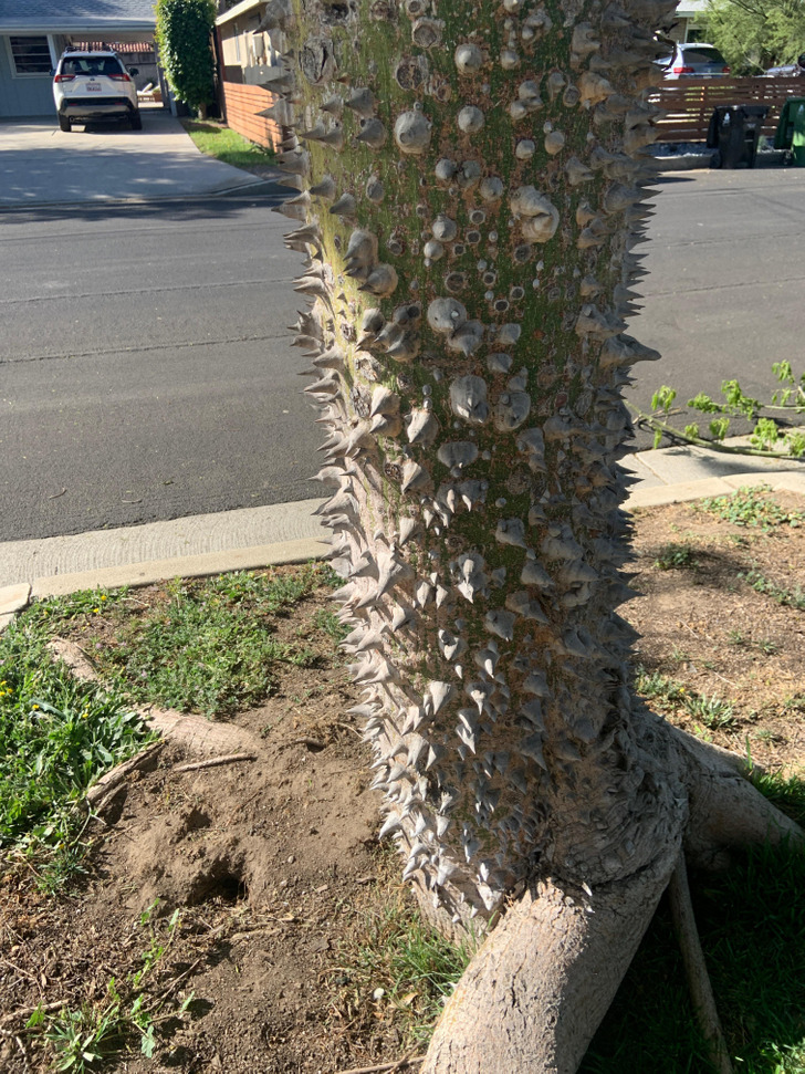 “A defensive tree in my neighborhood, no idea what kind it is but you wouldn’t want to run into it!”