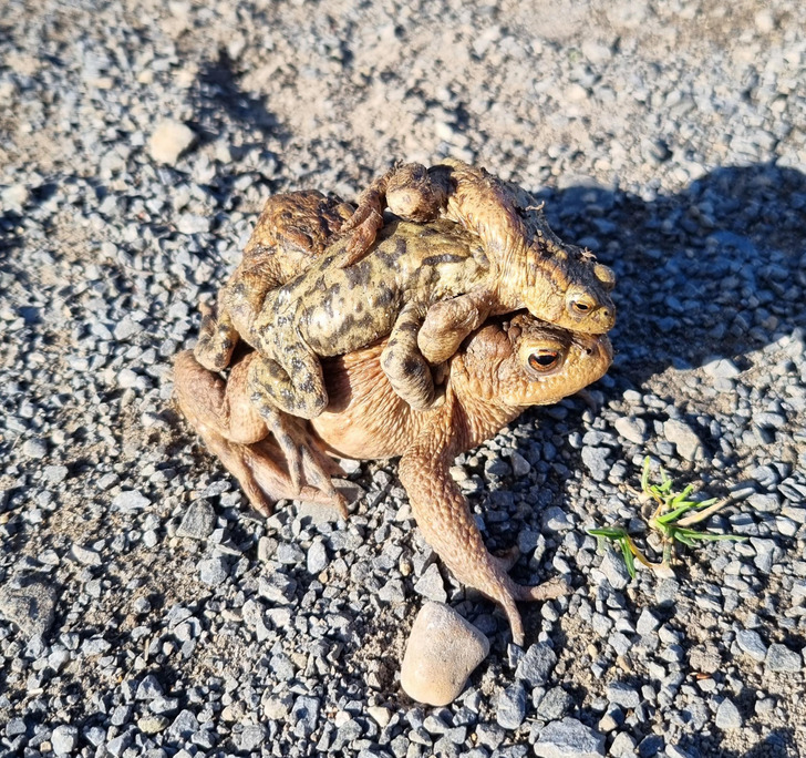 “Mama toad and her family”