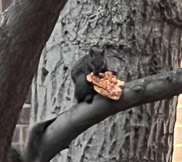 “This squirrel eating a slice of pizza”