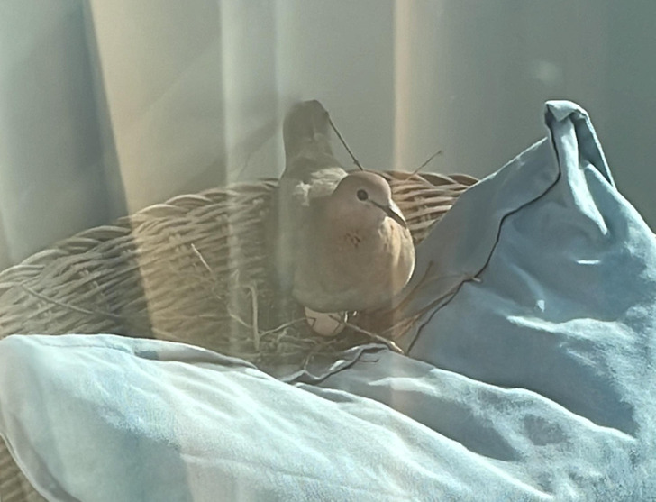 “Came home today and found this bird on my balcony chair, fully equipped with a nest and egg.”