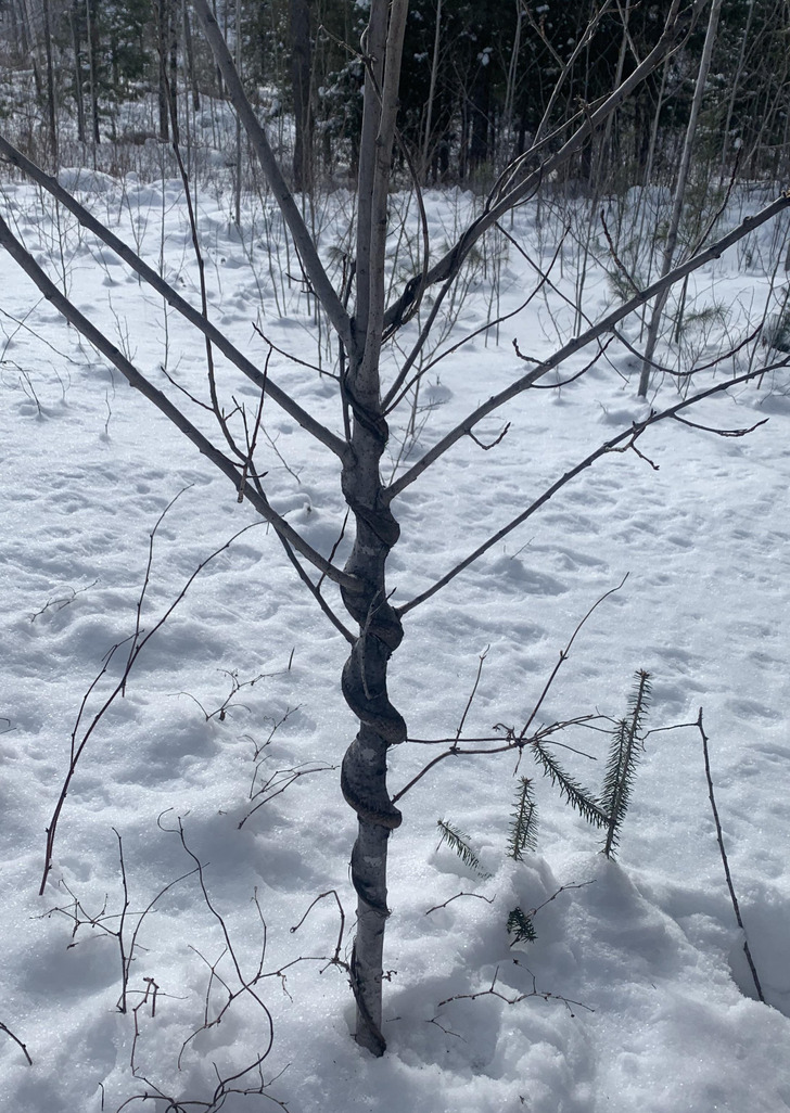 “A vine grew around this little tree and the tree absorbed it, making it look like a snake had woven itself around the tree.”