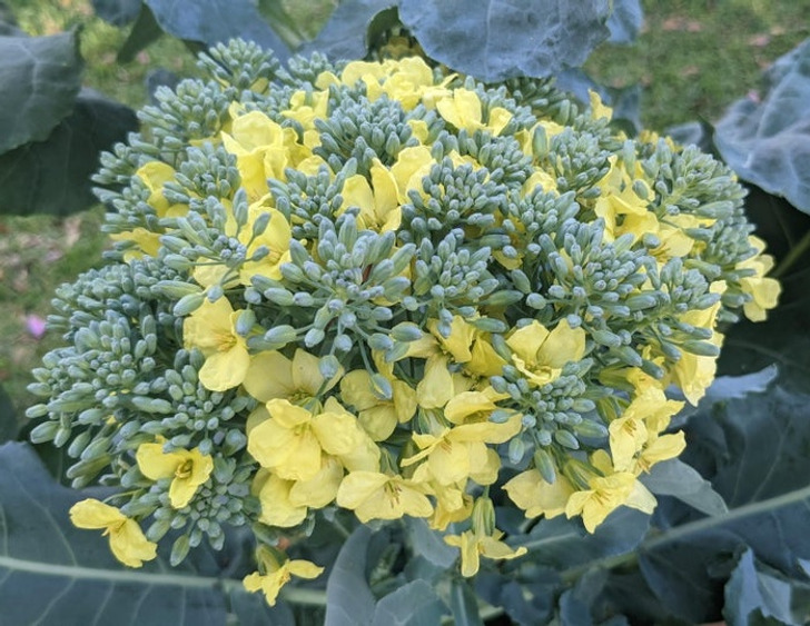 This is what broccoli looks like if you don’t harvest it.