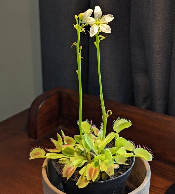 “My Venus flytrap is flowering.”