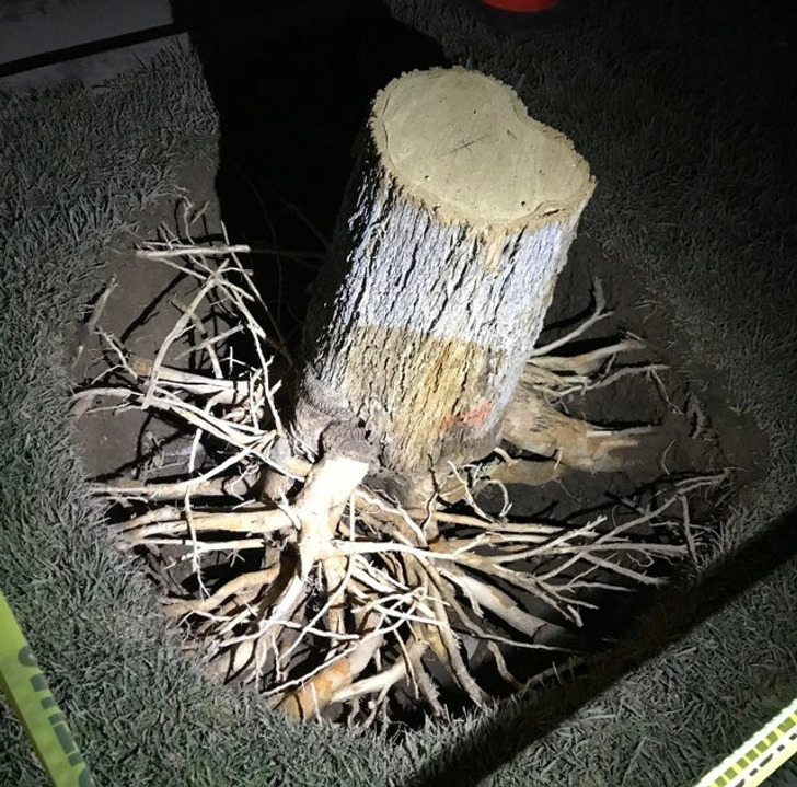 This is what tree roots look like.