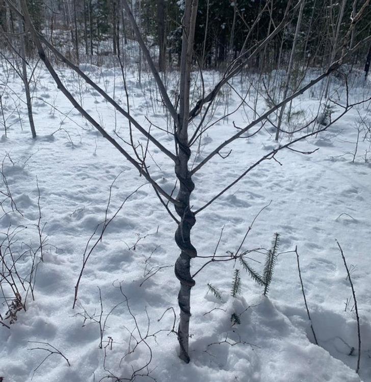 “A vine grew around this little tree and the tree absorbed it, making it look like a snake had woven itself around the tree.”