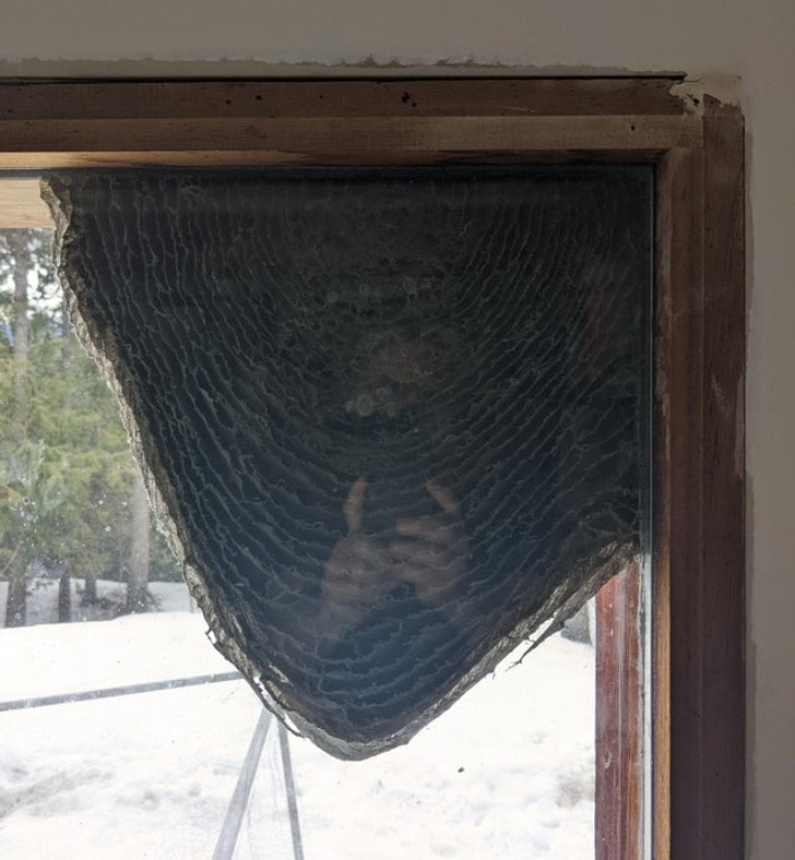 This is the back of a hornet’s nest on a window.