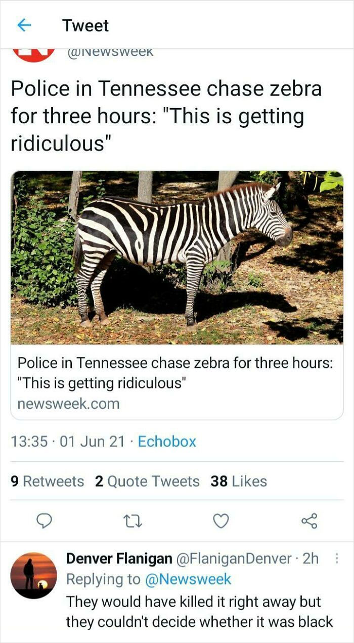 Ridiculous Comments - Police in Tennessee chase zebra for three hours