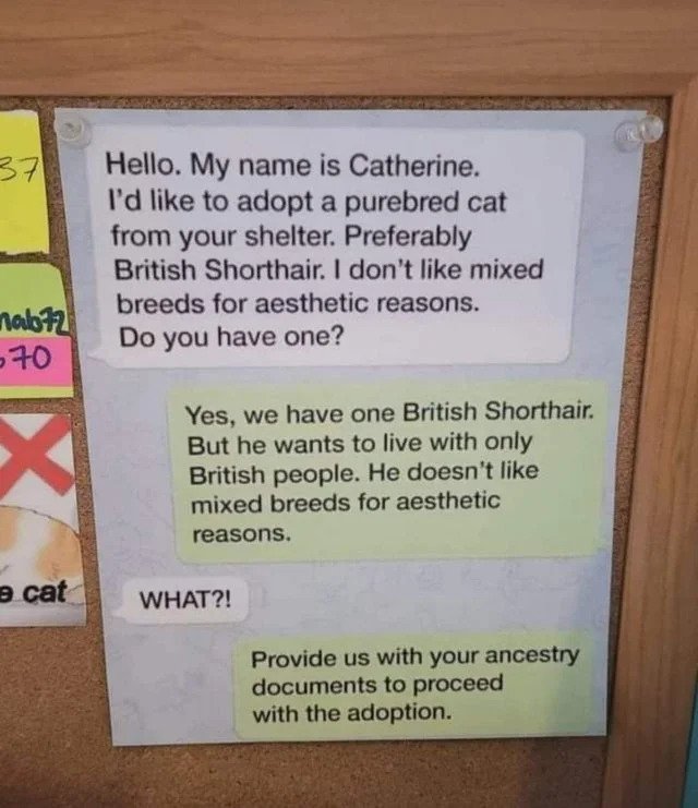 brutal comments - 37 Hello. My name is Catherine. I'd to adopt a purebred cat from your shelter. Preferably British Shorthair. I don't mixed breeds for aesthetic reasons. Do you have one? nabt2 70 Yes, we have one British Shorthair. But he wants to live w