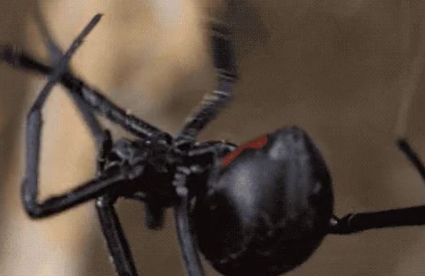 “Female black widow spiders have been observed eating their male partner after mating. Males generally select mates by determining if the female has already eaten to avoid being eaten themselves.”