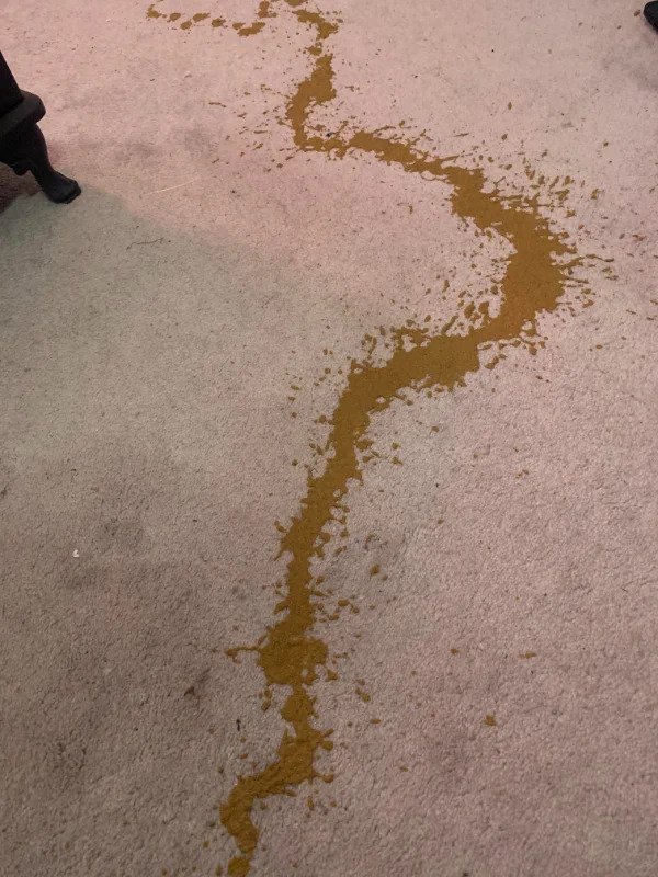 “What a lovely way to wake up this morning! Nothing beats opening my eyes and seeing my dog spewing waterfalls onto my carpet.”