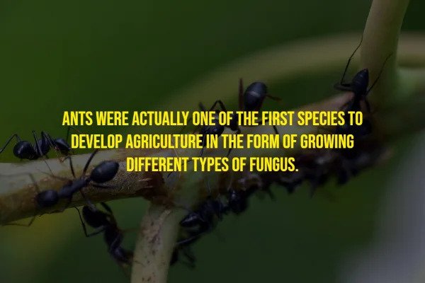 Random Facts - fauna - Ants Were Actually One Of The First Species To Develop Agriculture In The Form Of Growing Different Types Of Fungus.