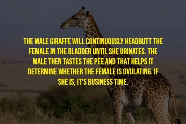 Random Facts - - The Male Giraffe Will Continuously Headbutt The Female In The Bladder Until She Urinates. The Male Then Tastes The Pee And That Helps It Determine Whether The Female Is Ovulating. If She Is, It'S Business Time.