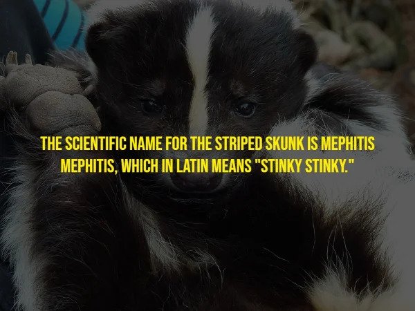 Random Facts - Animal - The Scientific Name For The Striped Skunk Is Mephitis Mephitis, Which In Latin Means